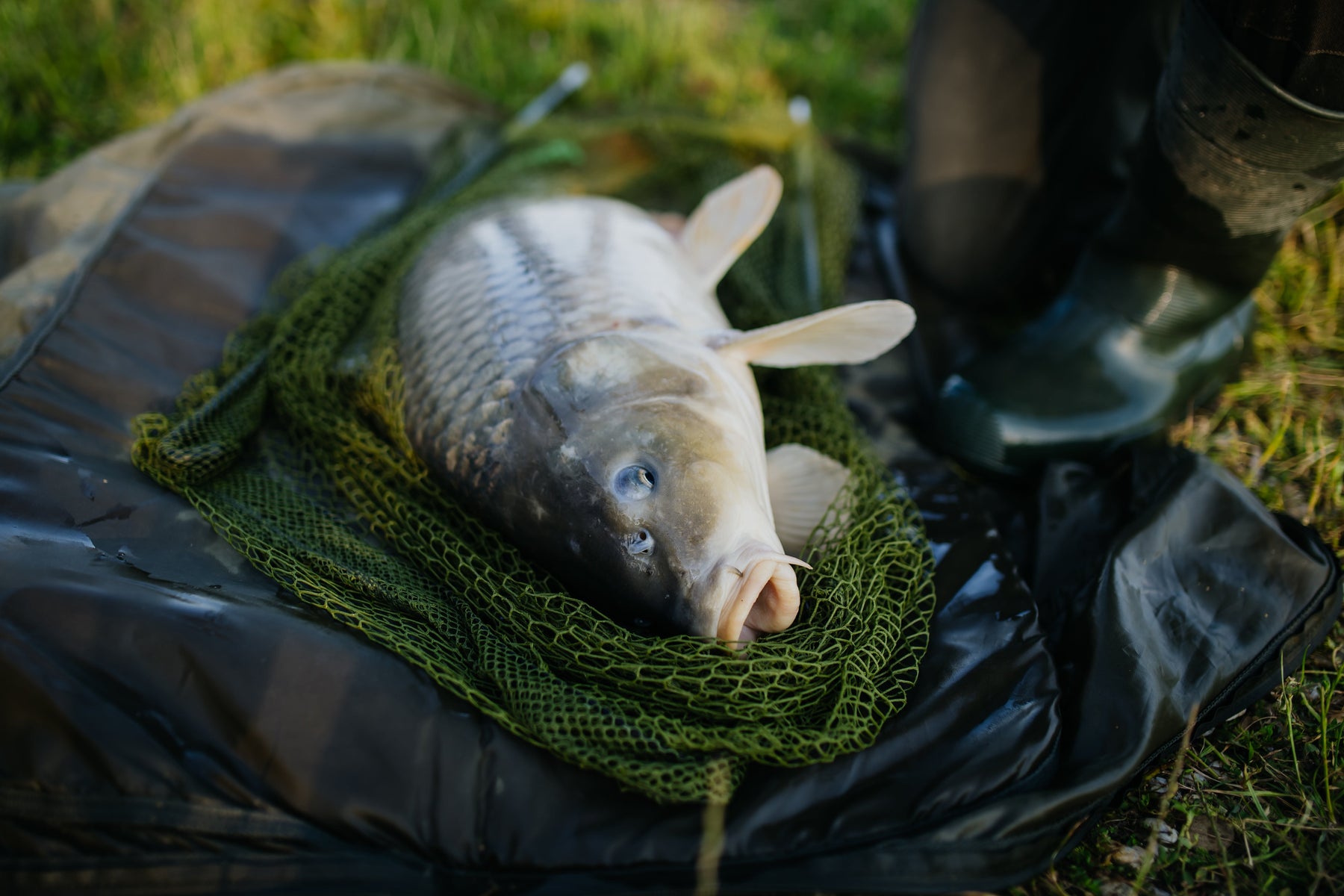 Pellet Sizes and Their Uses in Carp Fishing