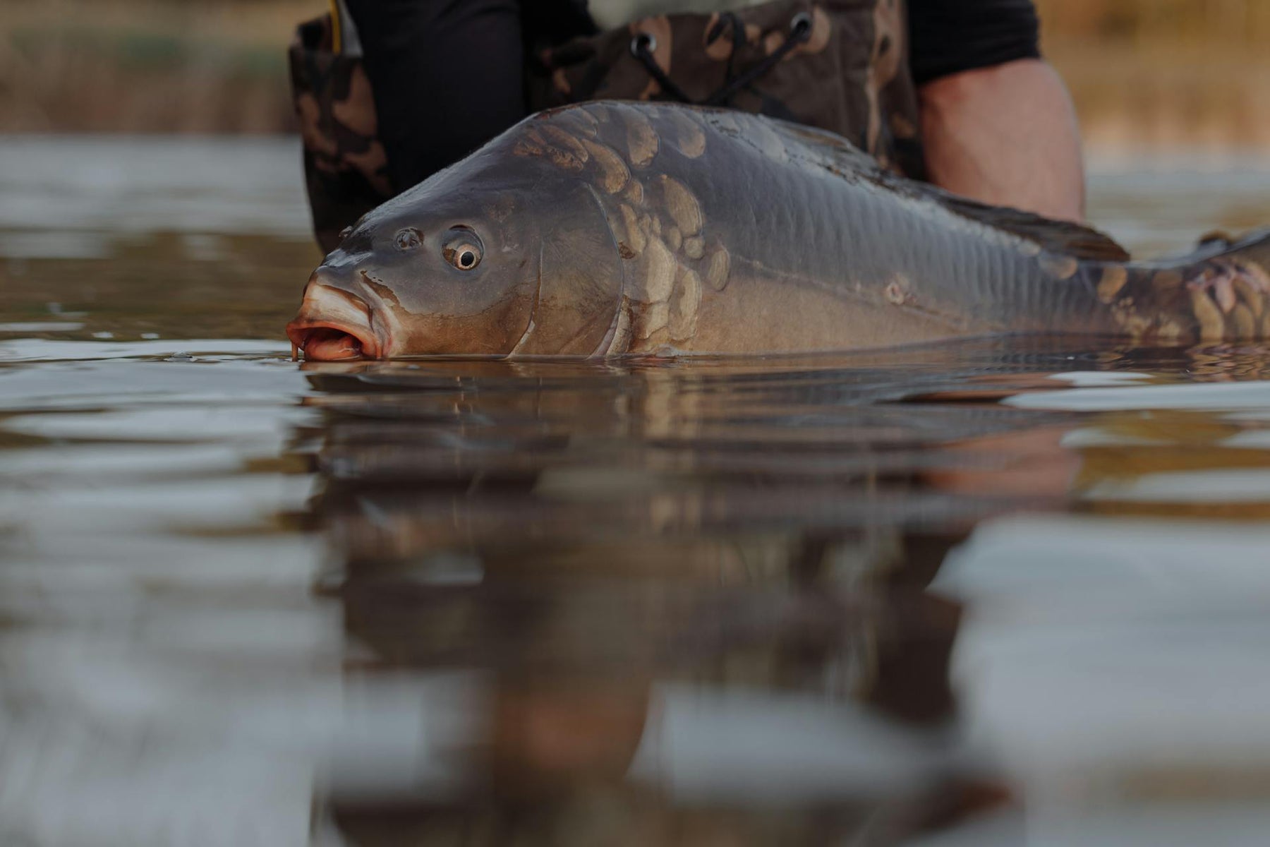 The Best Bait for Carp Fishing in Winter