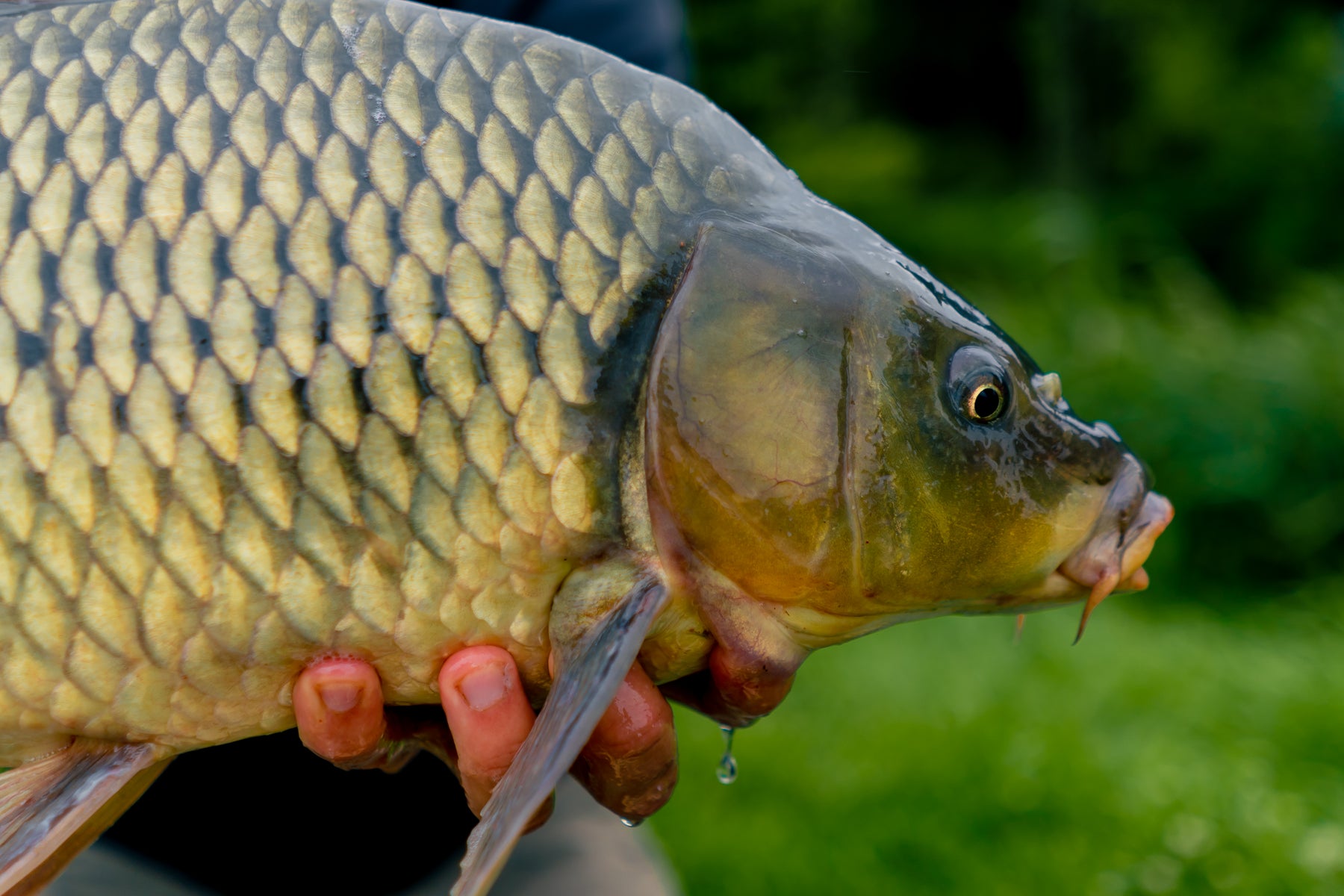 Understanding Carp Pellets and Their Role in Fishing Success