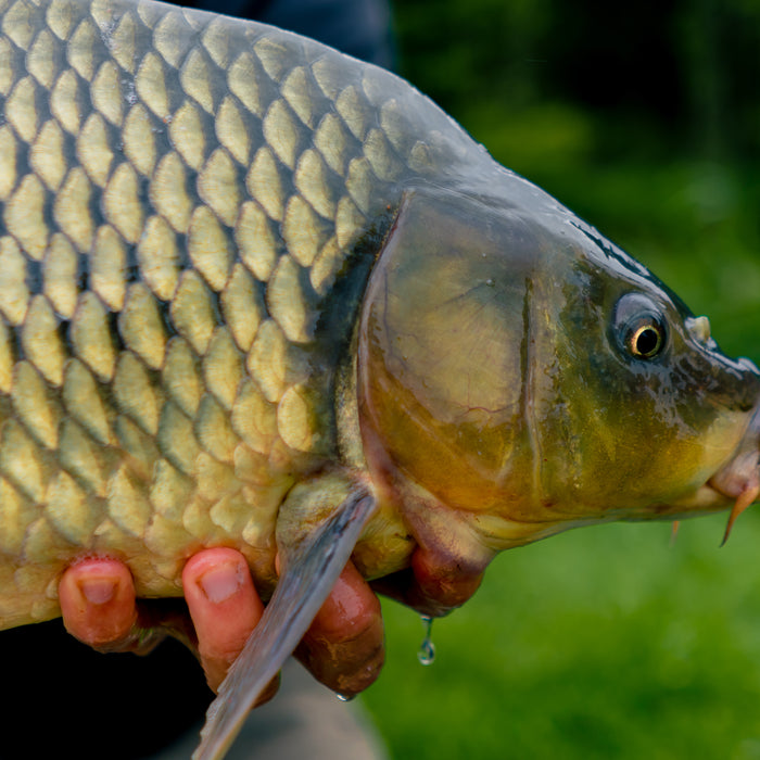 Understanding Carp Pellets and Their Role in Fishing Success